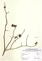 藏品(雙花龍葵)的圖片